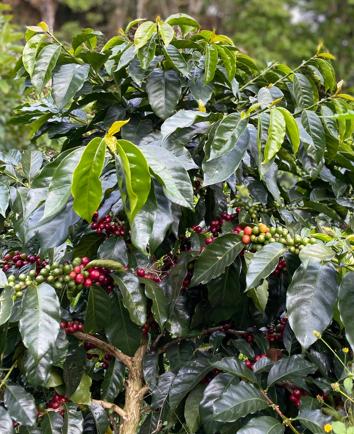 Honduras Santa Barbara Luis Alonso Alvarado