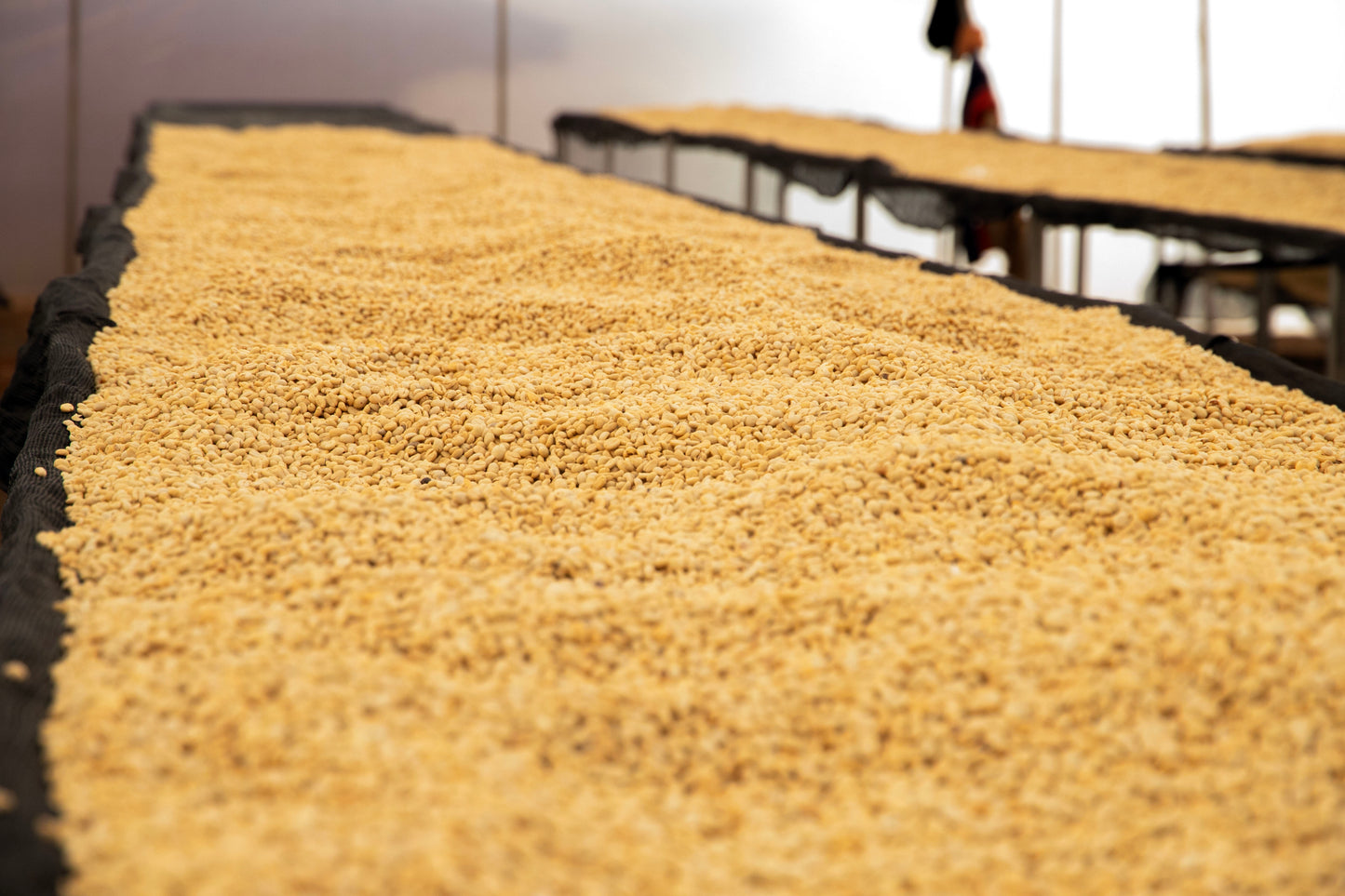 Kenya Kirinyaga Kamwangi