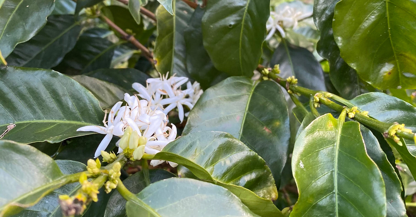 Honduras Santa Barbara Luis Alonso Alvarado