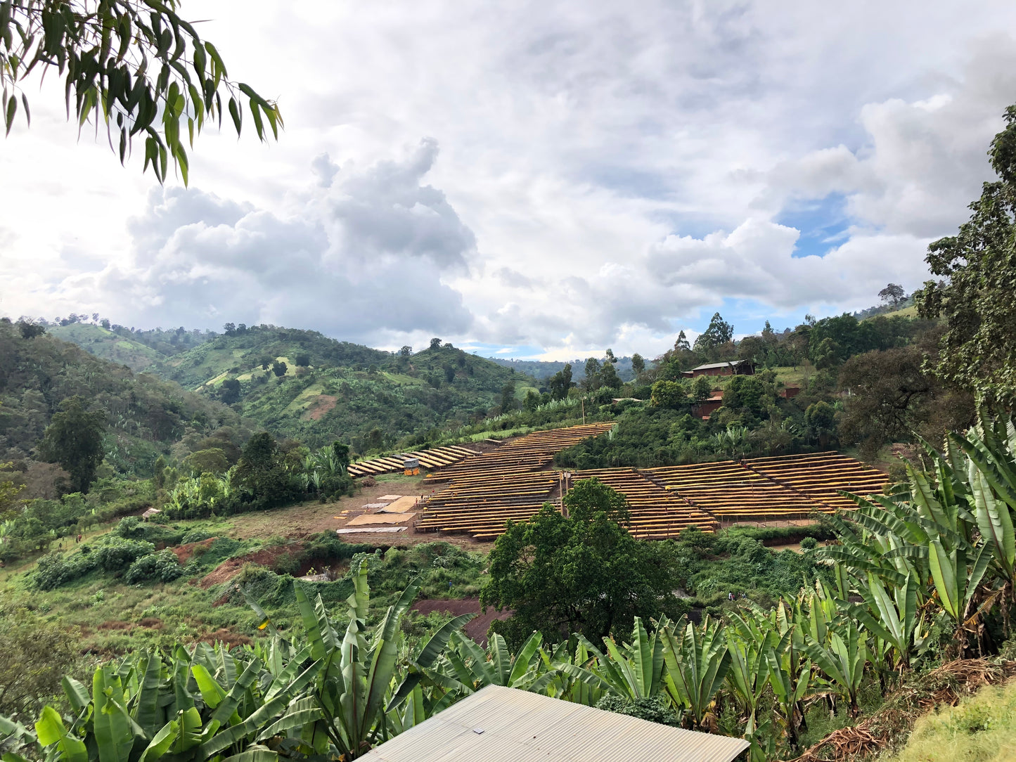 Ethiopia Guji Suke Quto